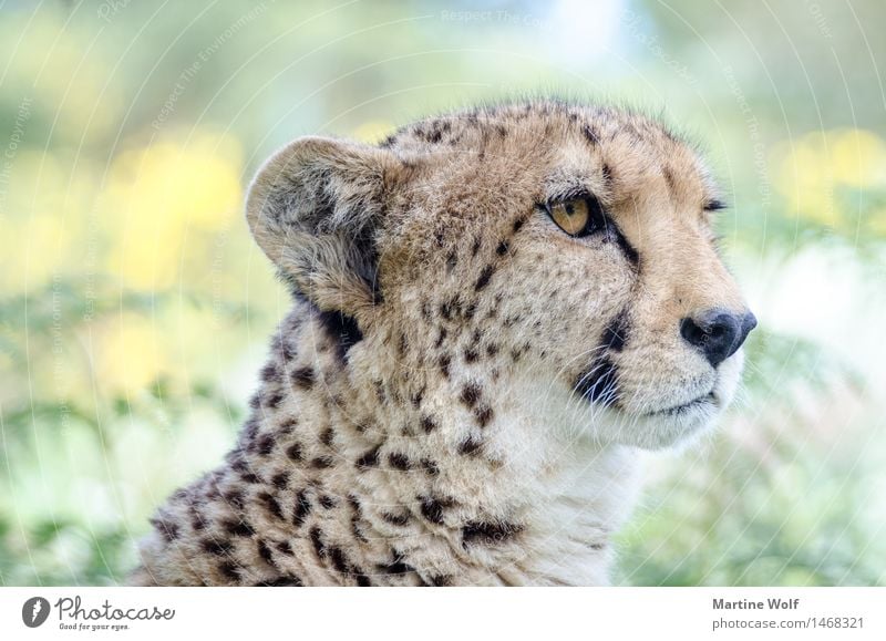 cheetah Animal Wild animal - a Royalty Free Stock Photo from Photocase