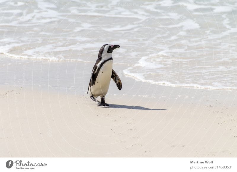 shore leave Waves Coast Beach Ocean Indian Ocean Animal Wild animal 1 Loneliness Nature Curiosity Optimism African Penguin Web-footed birds Jackass Penguin