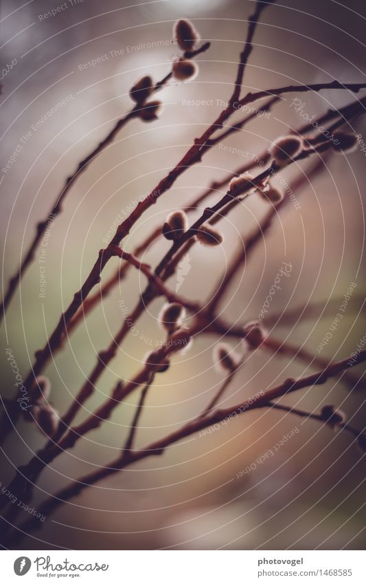 willow dream Nature Plant Bushes Willow-tree Catkin Esthetic Authentic Soft Brown Peaceful Calm Colour photo Exterior shot Close-up Deserted Day Silhouette Blur