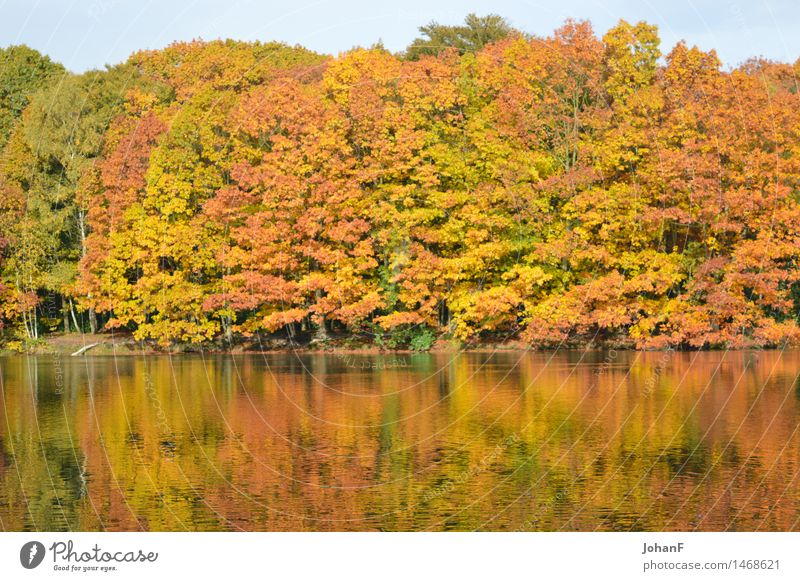 Autumn colors water reflection Nature Landscape Water Tree Forest Lakeside Brown Multicoloured Yellow Gold Green Orange Colour photo Exterior shot Morning