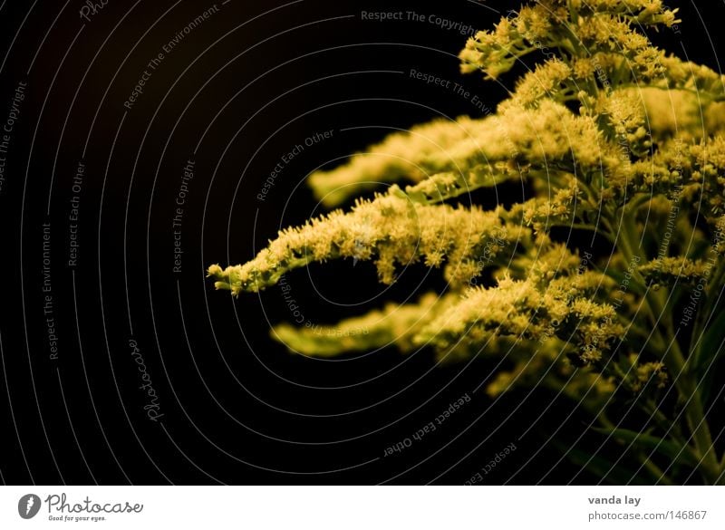 goldenrod Solidago canadensis Plant Nature Black Gold Yellow Green Blossom Daisy Family Background picture Tentacle Arm Beautiful Soft Multiple Flower Autumn