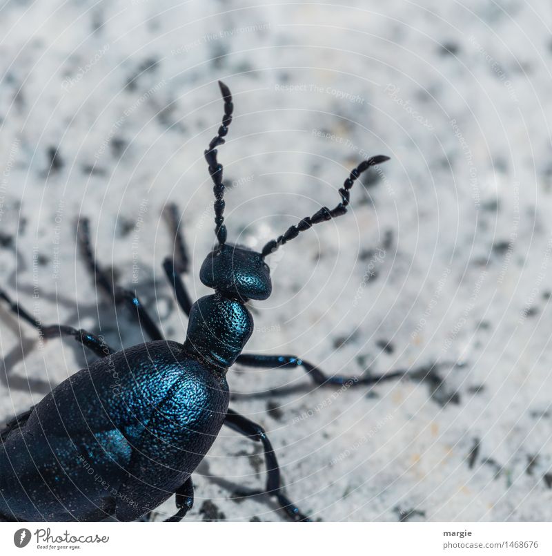 A big shiny beetle Animal Beetle 1 Crawl Blue Turquoise White Attentive Curiosity Interest Adventure Exotic Search Feeler Shell-bearing mollusk Leg of a beetle