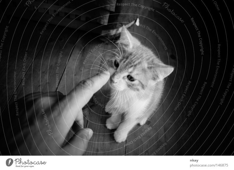 Poke the Cat Black & white photo Jostle Pet Domestic cat Mammal black Nikkor lenses