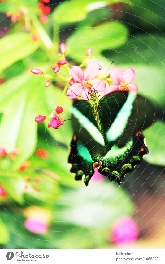 green on green Nature Plant Animal Spring Summer Flower Leaf Blossom Garden Park Meadow Wild animal Butterfly Animal face Wing Compound eye 1 Observe Blossoming