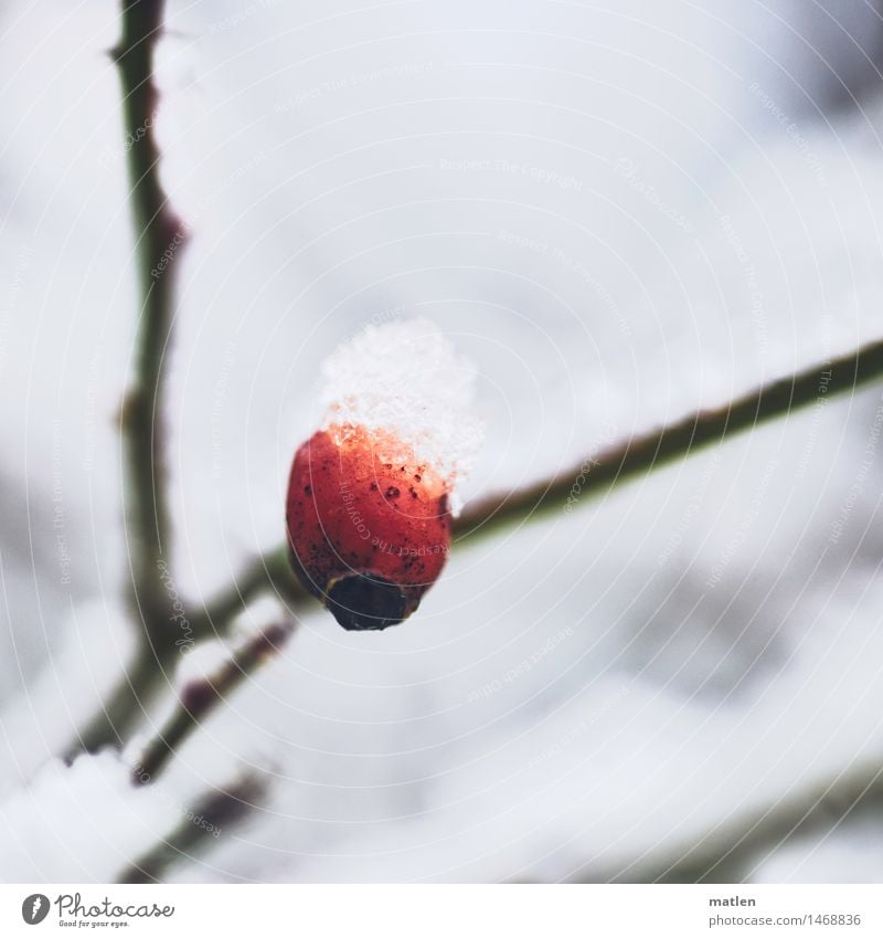 bonnet Nature Plant Winter Ice Frost Snow Rose Cold Red Black White Rose hip Branch Coronation Colour photo Exterior shot Detail Structures and shapes