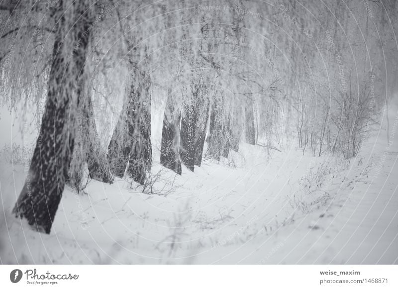 Black and white winter. Birch trees in the fog. Belarus January Winter Snow Winter vacation Nature Landscape Plant Air Drops of water Fog Snowfall Tree Grass