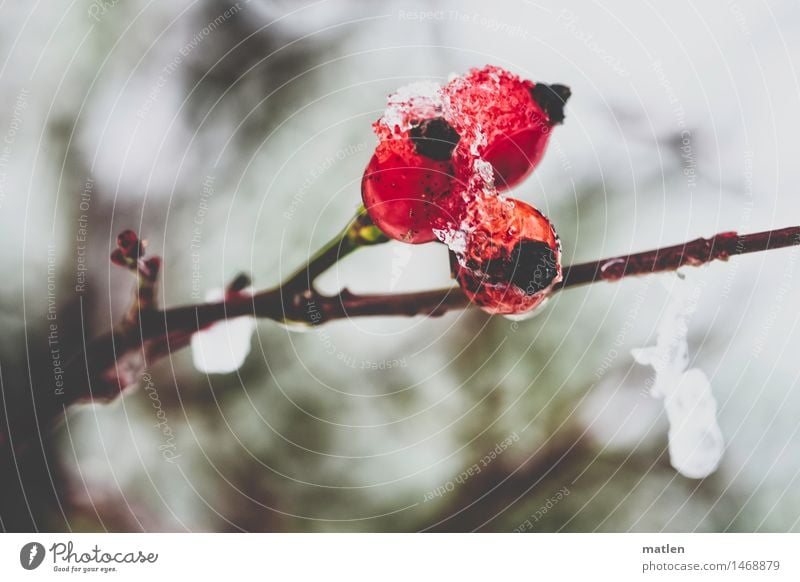 hedgerow Winter Snow Plant Rose Freeze Glittering Juicy Brown Red White Rose hip Dog rose Thaw Ice Colour photo Exterior shot Close-up Deserted Day