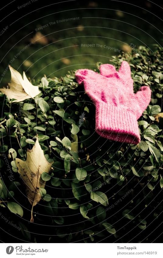 autumn find Gloves Pink Glittering Hedge Autumn To go for a walk Doomed Lose Find Leaf Garden Front garden Wool Cold Physics Heat Clothing Park Warmth