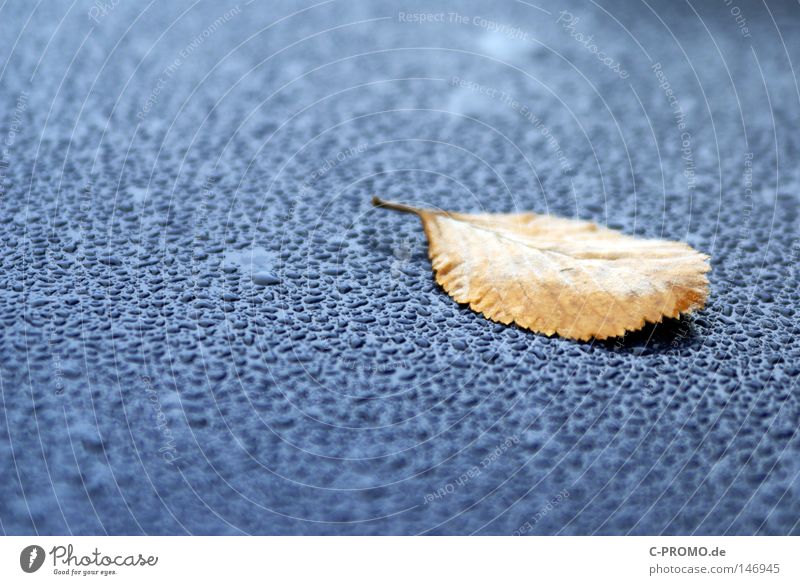 rest Calm Blue Brown Drops of water Leaf Autumn Lie Water Transience