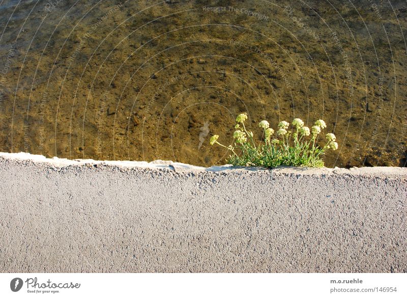 mauerBLÜMCHEN Flower Plant Edge Blossom Concrete Water Bushes Summer Power Force yellow blossom Column wallflower