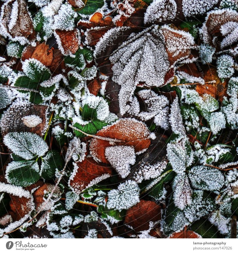 fall (frozen) leaves Winter Autumn Leaf Frost Ice Snow Freeze Cold Snow crystal Ice crystal Floor covering Woodground Tree Plant Seasons Pattern
