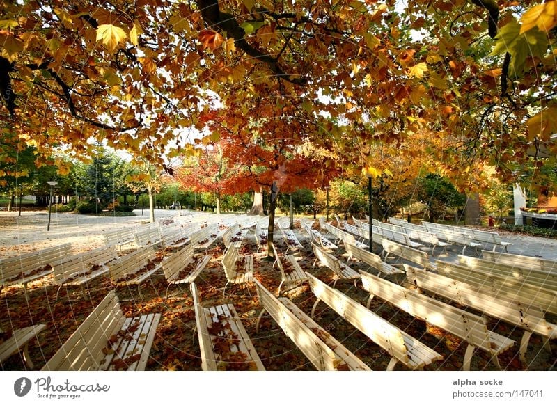 Autumn sunny days Gold Leaf Empty Calm October Bench Park