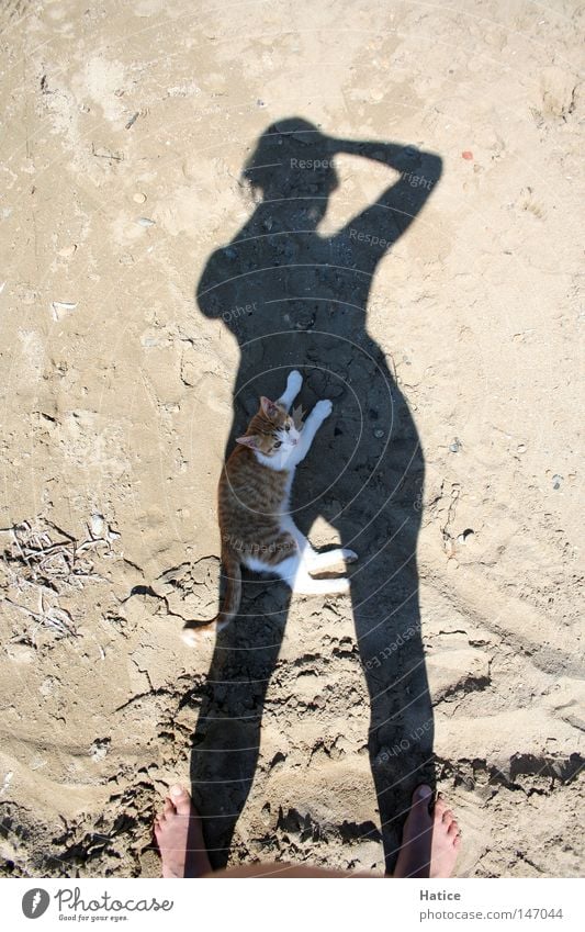 Cat in the shade Shadow Self portrait Physics Animal Take a photo Sand Beach Summer Mammal Warmth Sun
