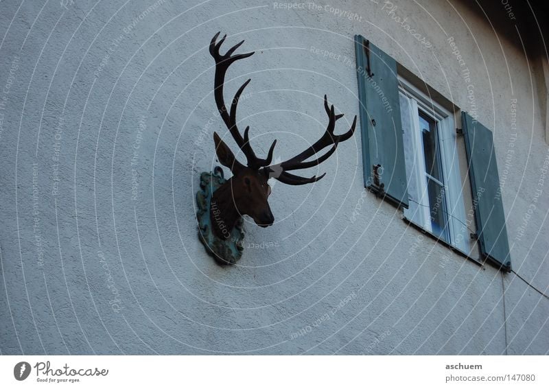 antlered Deer Bavaria Dark Antlers Window Closed Wall (building) Shutter Looking Exterior shot Sadness