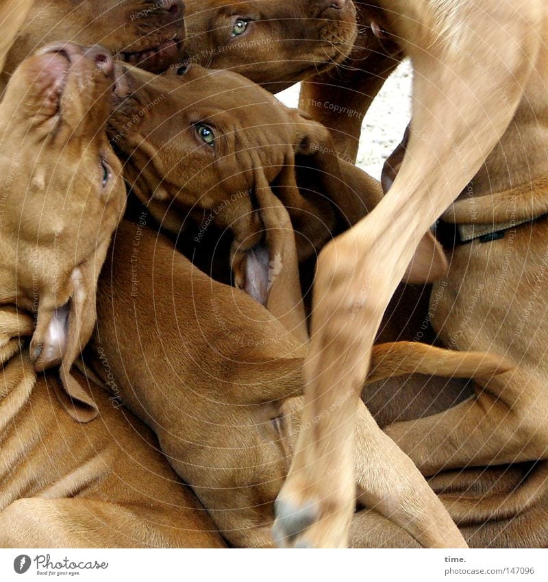 Dog Pile - Teenage Weimaraner Puppies in Crowd for Whatever Pole Position Playing Paw Brown Happiness Joie de vivre (Vitality) Enthusiasm Euphoria