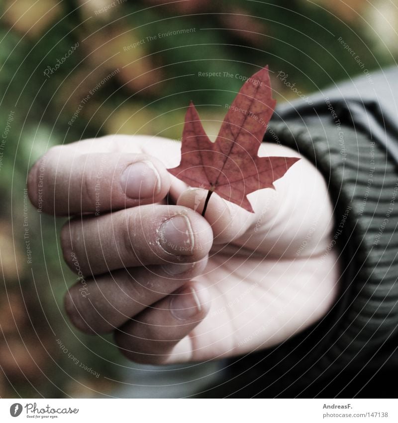 a piece of canada Maple tree Maple leaf Canada Hand Leaf Autumn Autumn leaves Small Fingers To hold on Grasp Expatriate Longing Wanderlust Nature Environment