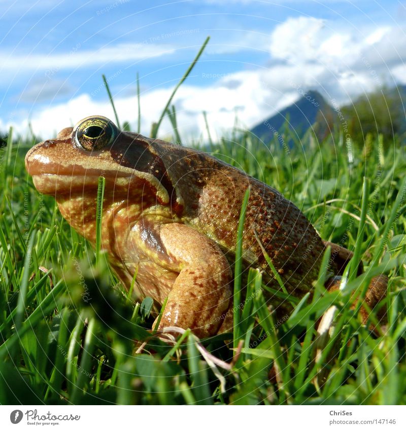 Grass frog : Who has the... Amphibian Frogs Rana Hop Jump Looking Fat Discover Brown Green Blue Sky Meadow Alps German Alps Austrian Alps Swiss Alps