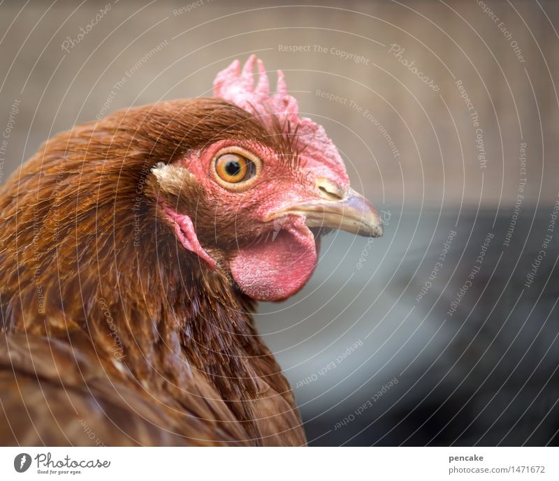 retrospect Animal Farm animal Animal face Observe Curiosity Barn fowl Red Red-haired Poultry Eyes Look back Agriculture Egg Colour photo Exterior shot Detail
