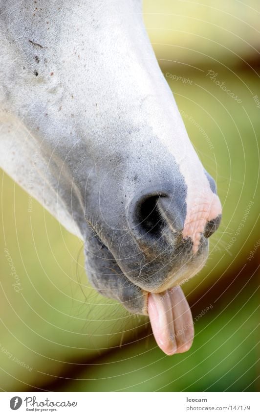 Horse shows tongue Tongue Arabien Nostrils White Green Agriculture Farm Horse breeding Joy Perdekopf