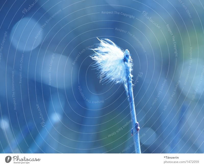 as light as a feather Nature Plant Spring Summer Winter Twig Feather Esthetic Beautiful Blue Smooth Delicate Easy Colour photo Subdued colour Exterior shot
