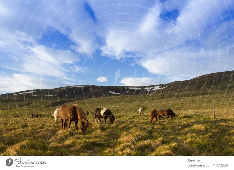 Icelandic horses Air Sky Clouds Weather Beautiful weather Grass Meadow Field Mountain Snowcapped peak Animal Farm animal Horse Iceland Pony Group of animals