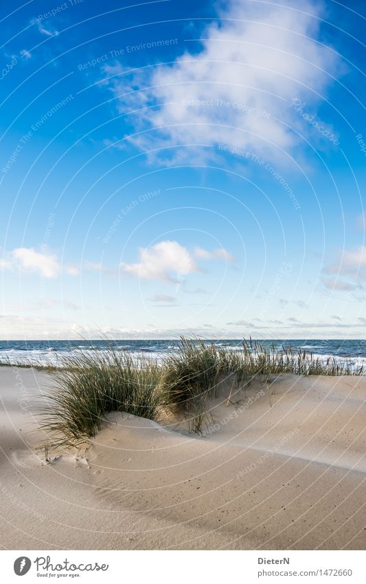 dune grass Beach Ocean Waves Nature Landscape Sand Water Clouds Horizon Weather Wind Gale Coast Baltic Sea Blue Brown Green White Darss White crest