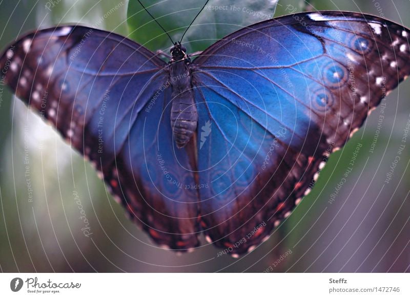 Blue morpho butterfly with spread wings extended wings morphoid age Wing pattern Butterfly Grand piano exotic butterfly blue Morphof age Noble butterfly