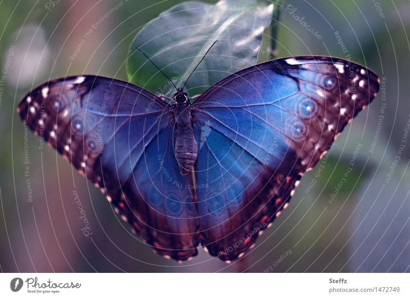 broad wings of a morpho butterfly Butterfly Grand piano morphoid age blue Morphof age extended wings extend wings spread wings Ease Noble butterfly Eye-catcher