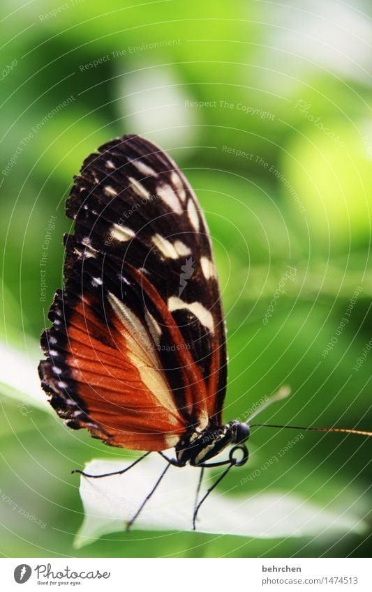 butterfly Nature Plant Animal Tree Bushes Leaf Garden Park Meadow Wild animal Butterfly Wing Feeler Trunk Legs 1 Observe Relaxation Flying To feed Exceptional