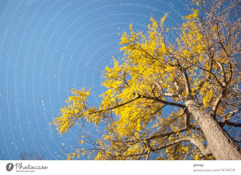 ginkgo tall Environment Nature Plant Air Sky Cloudless sky Autumn Beautiful weather Tree Leaf Park Esthetic Far-off places Infinity Tall Blue Yellow Gold