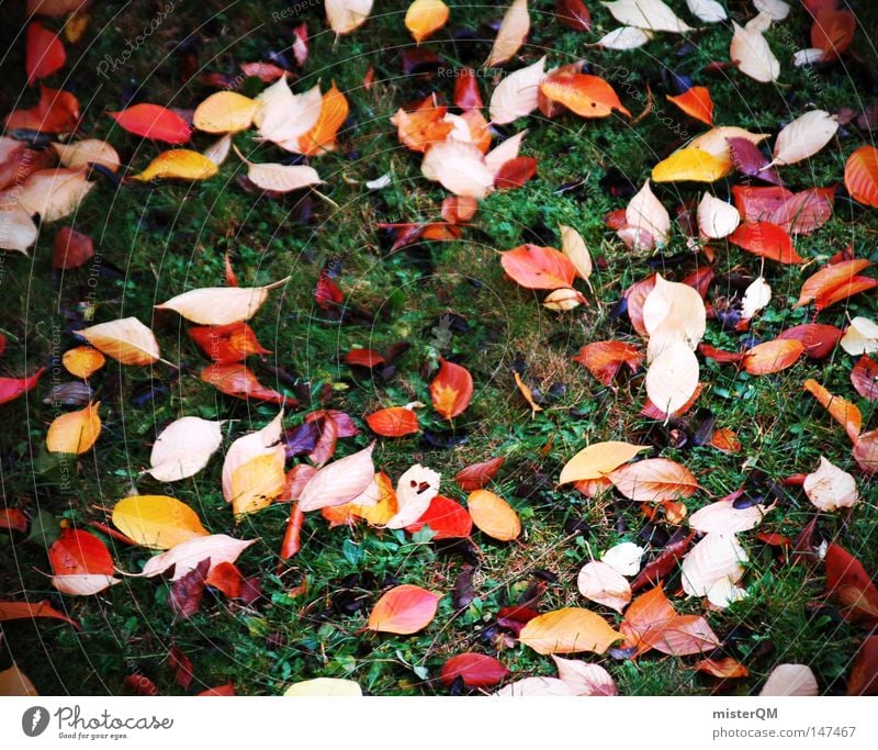 On the ground Destroyed - Autumn Day Leaf Nature Pure Beautiful Esthetic Multicoloured Blue Beautiful weather Wind Leaf canopy Green Leaf green End Seasons Red