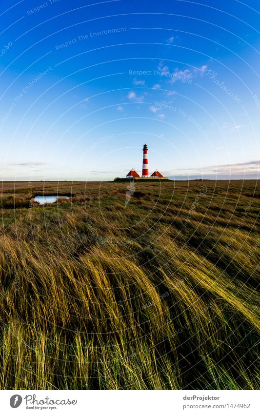 Dune grass and Westerhever lighthouse Vacation & Travel Tourism Trip Far-off places Freedom Hiking Environment Nature Landscape Plant Animal Winter
