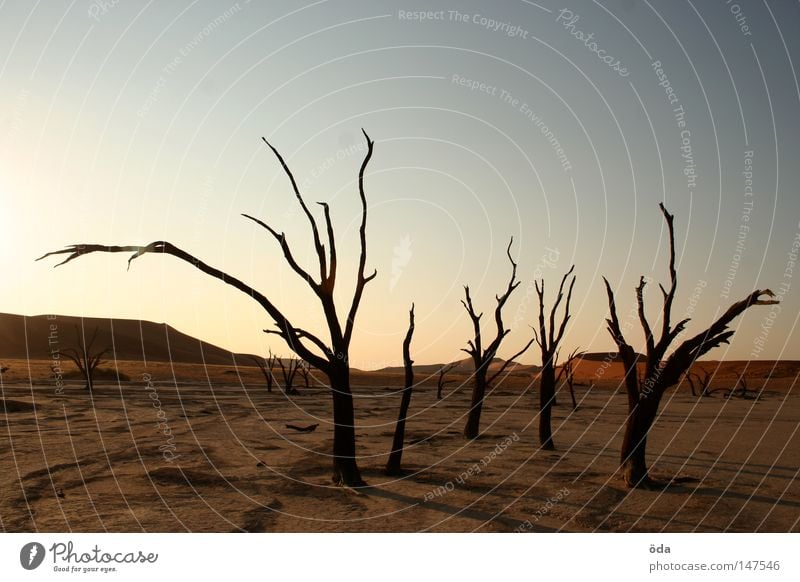 extinct Desert Tree Death Shriveled Dry Shadow Branchage Twigs and branches Namibia Dead Vlei Sossusvlei Namib desert Loneliness Dune Land Feature