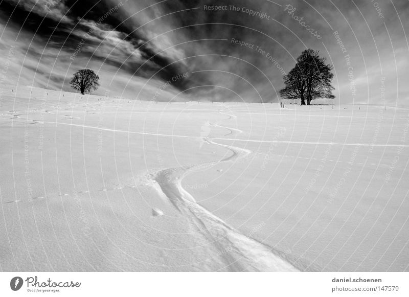 Snowboard christmas card Winter Black Forest White Tracks Deep snow Winter sports Leisure and hobbies Vacation & Travel Background picture Tree Snowscape Nature