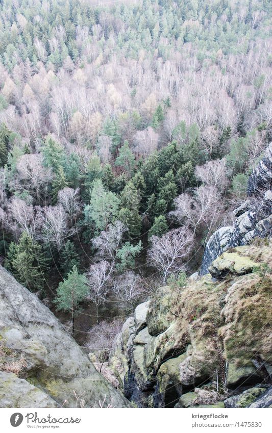 tree colours Nature Landscape Plant Tree Forest Rock Mountain Moody Colour Bird's-eye view Far-off places Vantage point Saxon Switzerland Liliesstein Hiking