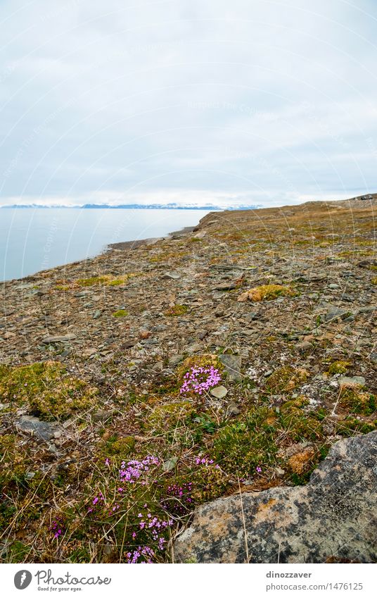 Arctic tundra Vacation & Travel Summer Ocean Snow Mountain Environment Nature Landscape Plant Climate Weather Flower Grass Rock Glacier Fjord Stone Blossoming