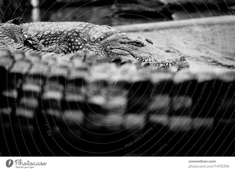 crocodile Nature Animal Wild animal Scales Zoo Crocodile 1 Group of animals Aggression Threat Gigantic Astute Strong Fear Black & white photo Animal portrait