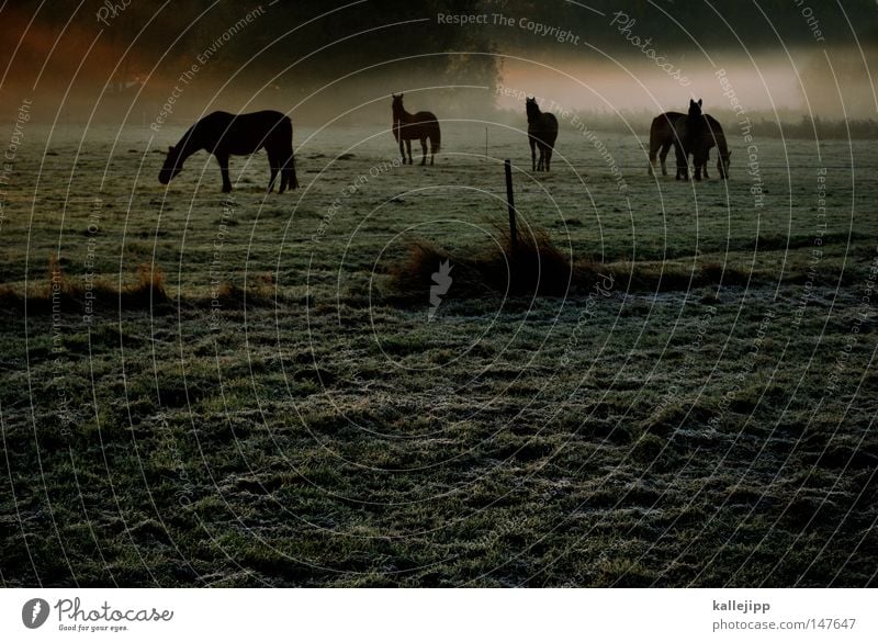 It's gonna be a beautiful day. Horse Beautiful Esthetic Graceful Fog Morning Sunrise Meadow Grass Drops of water Rope Dew Animal Environment Nature Harmonious