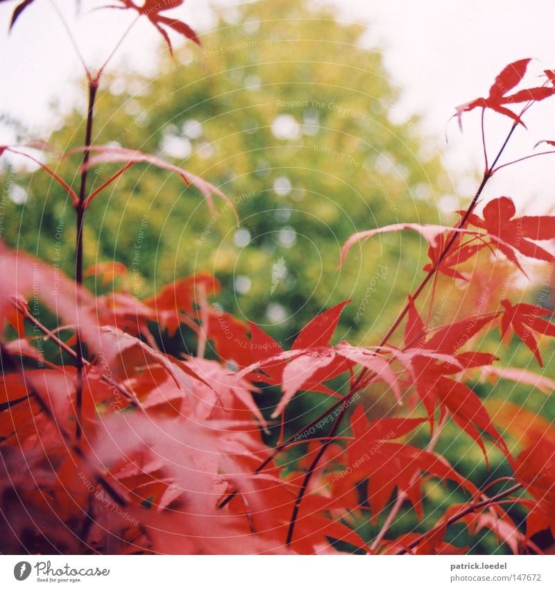 [HH08.4] Red on green Leaf Bushes Tree Maple tree Autumn Plant Green Blur Park Nature Sky Exterior shot
