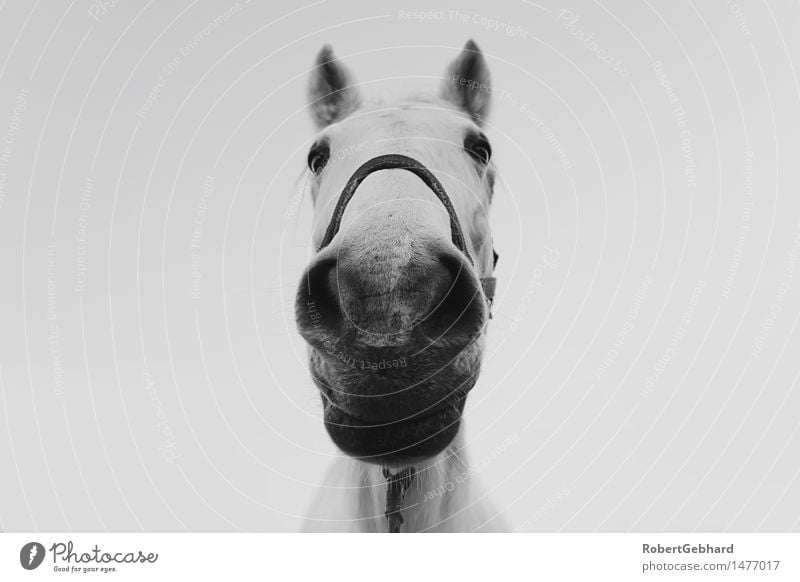 A horse looks into the camera Leisure and hobbies Animal Pet Farm animal Horse Animal face Zoo 1 Breathe To feed Smiling Looking Stand Cuddly Near Curiosity Joy