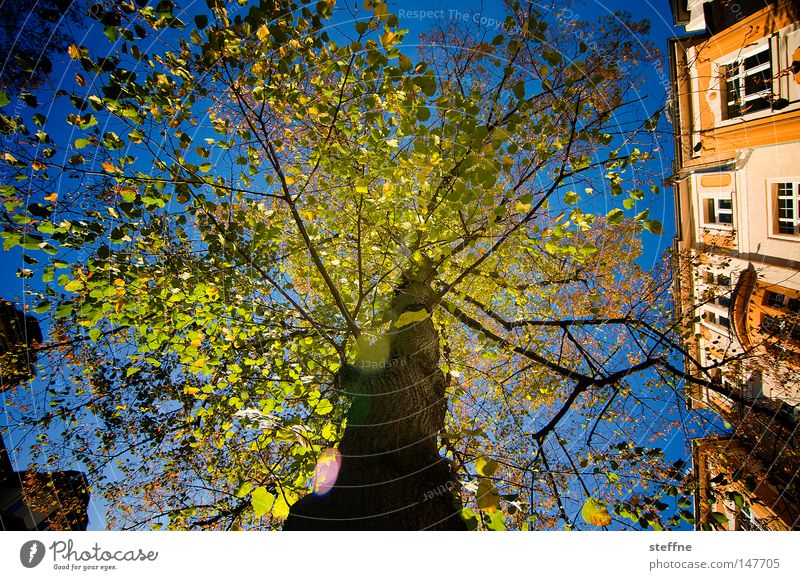 Fabulous Tree Fairy tale Enchanted forest Light Moody Green Lighting Art nouveau Autumn