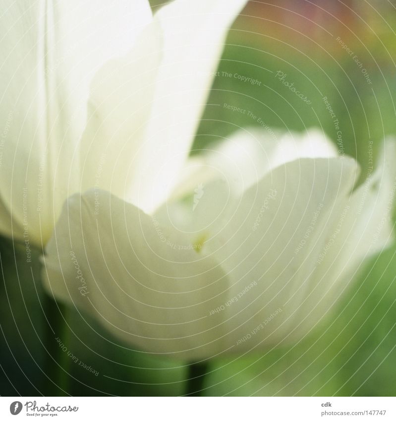 White Tulips | Innocence. Flower Blossom Blossom leave Stalk Green Life Organic pretty Delicate Soft Sensitive Graceful Transience Fragile Vulnerable Fragrance