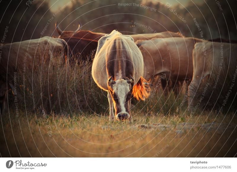 cows herd in orange sunset light Beautiful Summer Group Nature Landscape Animal Warmth Grass Meadow Cow Herd To feed Strong Wild Farm Large-scale holdings