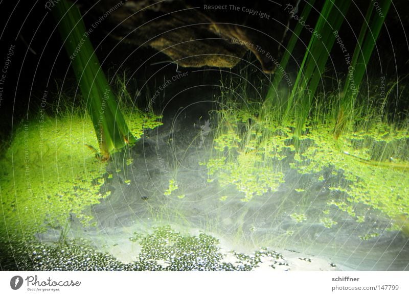 KAPUT - and in the end there was light Aquarium Algae Aquatic plant Foliage plant Light Shadow Surface of water Worm's-eye view Suction Background picture Green
