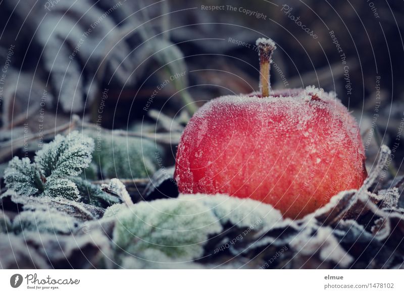 freezing cold Winter Ice Frost Apple Garden Enchanted forest Sleeping Beauty Adam Awareness Freeze Illuminate Dark Healthy Cold Delicious Juicy Sour Red