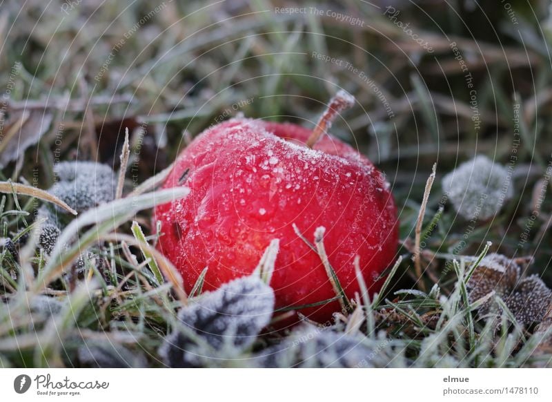 There's the worm in there. Nature Winter Ice Frost Apple Baked apple Meadow Tree of knowledge Awareness Ice age Cold shock Eroticism Healthy Delicious Sweet Red