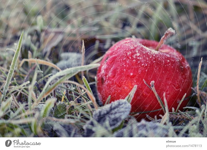 ... right next to the pear tree Winter Ice Frost Apple Apple tree Meadow Awareness Tree of knowledge Ice crystal Paradise Eroticism Healthy Feminine Red Wisdom