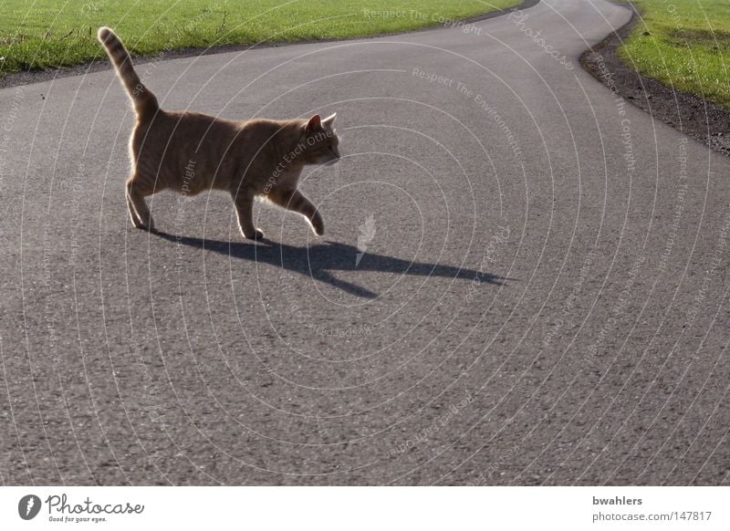Cat crosses my path Back-light Street Gray Going Meadow Land Feature Domestic cat Shadow Evening Evening sun To go for a walk Dusk Calm Empty Pride Traverse