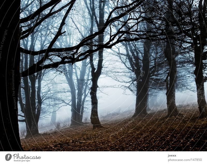 Creepy foggy Fear Branch Tree Tree trunk Leaf Ground Dark Loneliness Far-off places Autumn Autumnal colours Sense of Autumn Autumnal weather Cold Sparse