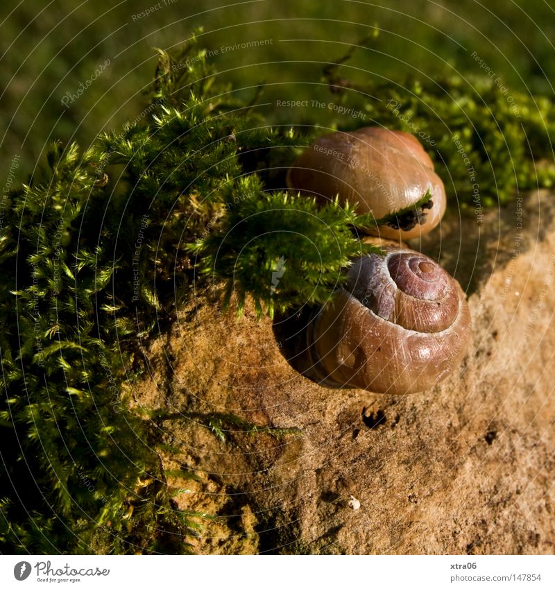 sunbathe in twos Snail Snail shell Meadow Animal Moss Stone creep away in the sun